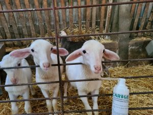 Alimentación de ovinos y caprinos